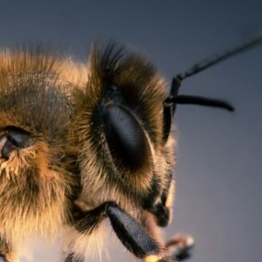 black and yellow bee in close up photography