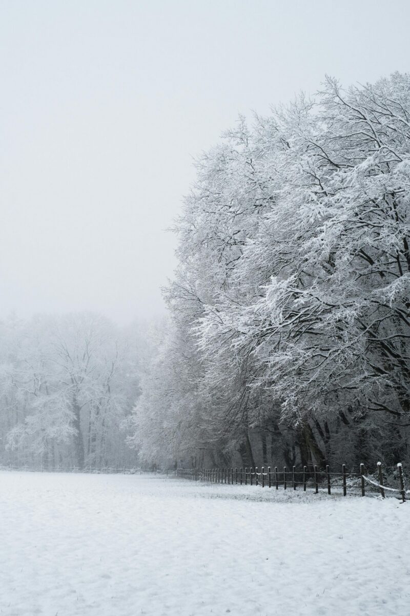 A peaceful winter scene featuring snow-blanketed trees and a tranquil field.