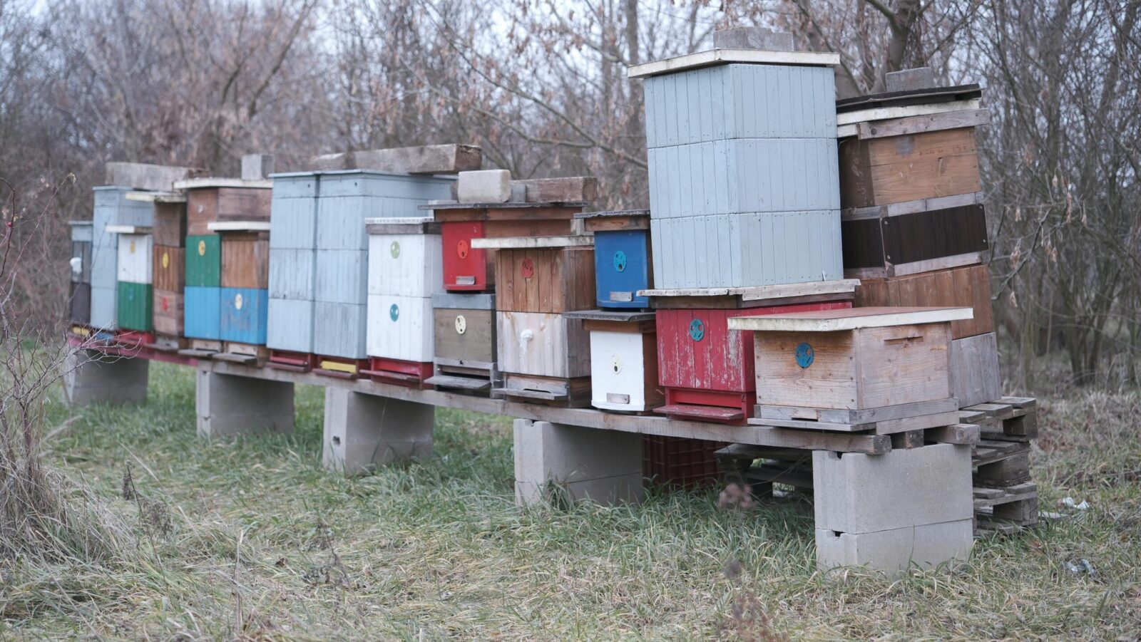 Colorful beehives in a wintery South Moravian landscape, Znojmo, Czechia.