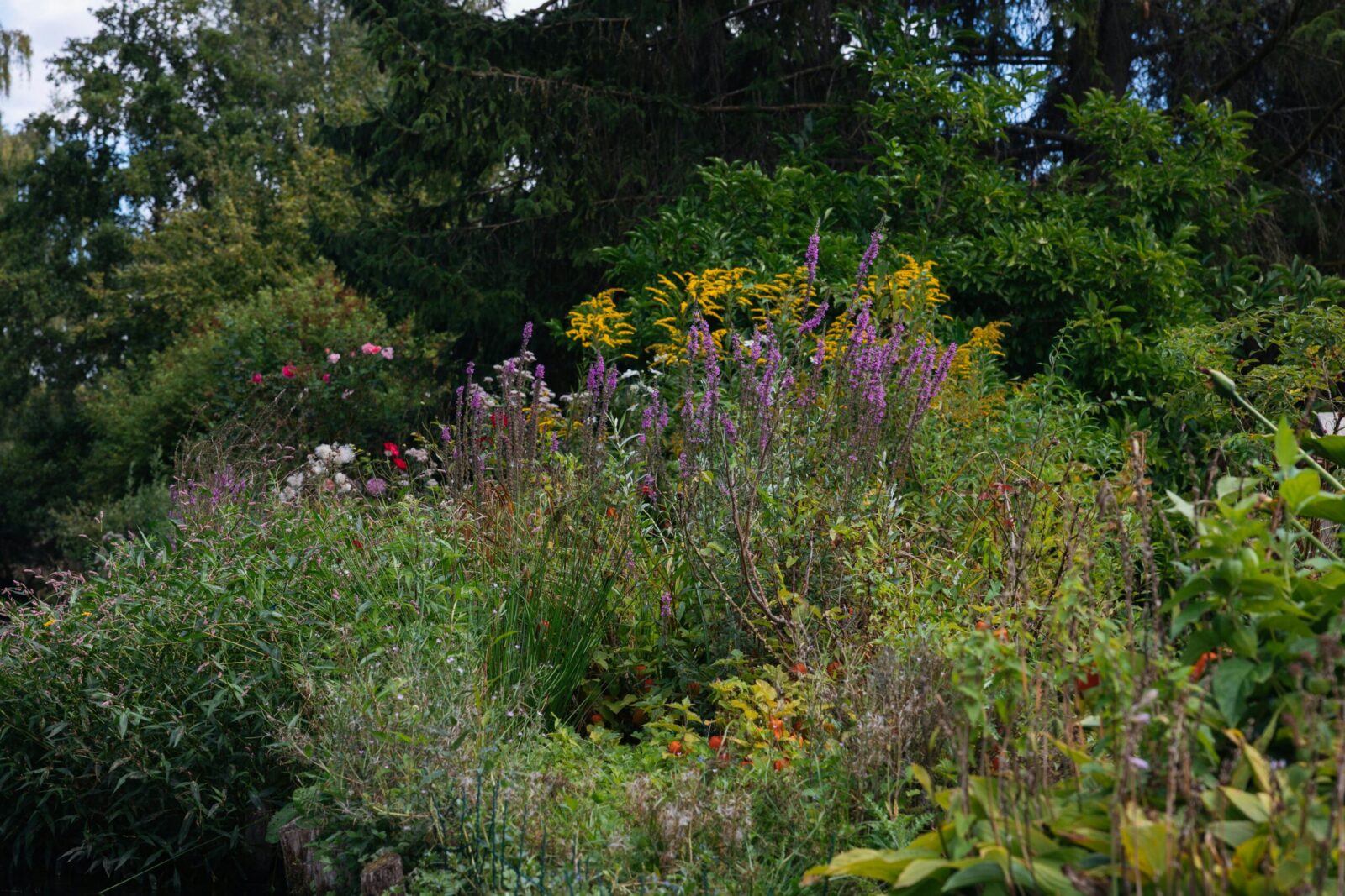 A lush, colorful wildflower meadow in rural France, capturing the beauty of nature.