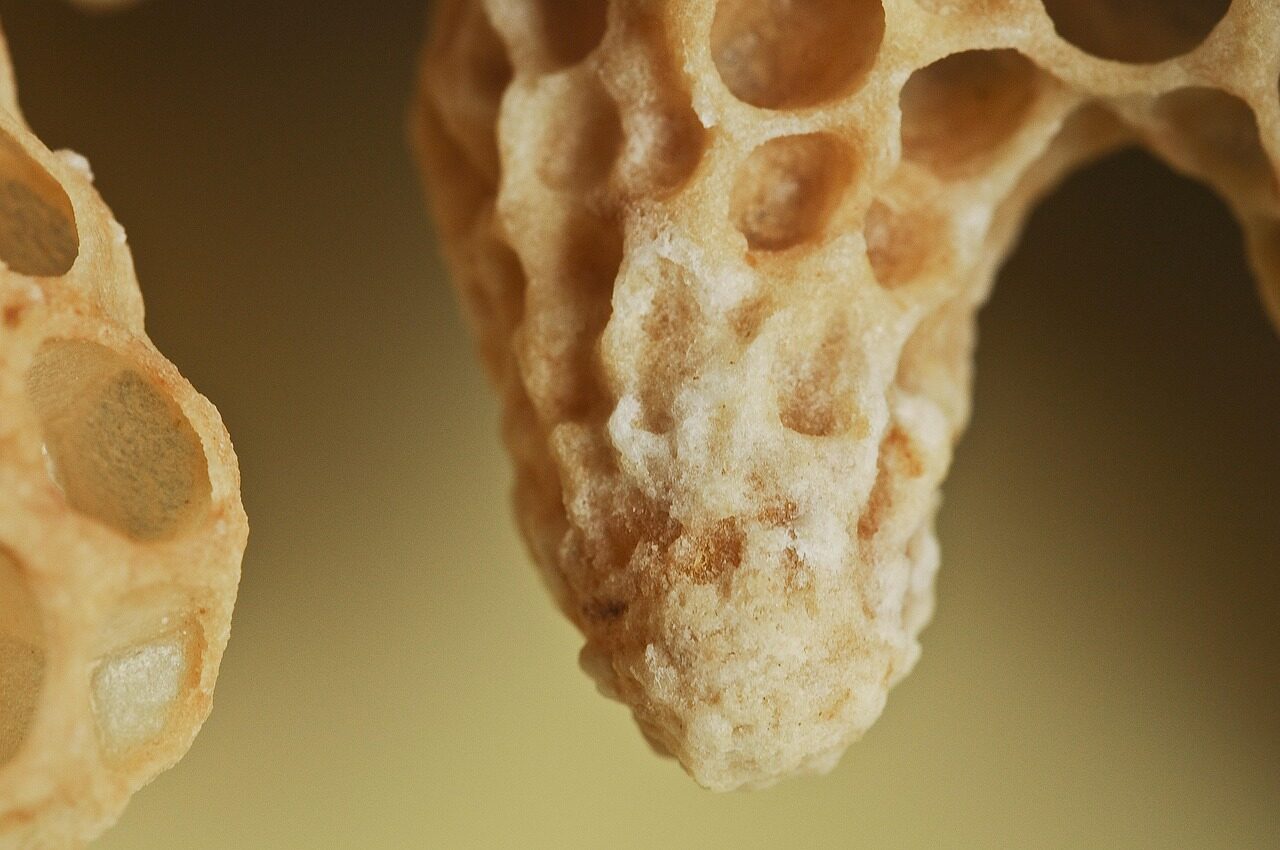 bees, queen cell, queen, nature, close up, queen cell, queen cell, queen cell, queen cell, queen cell