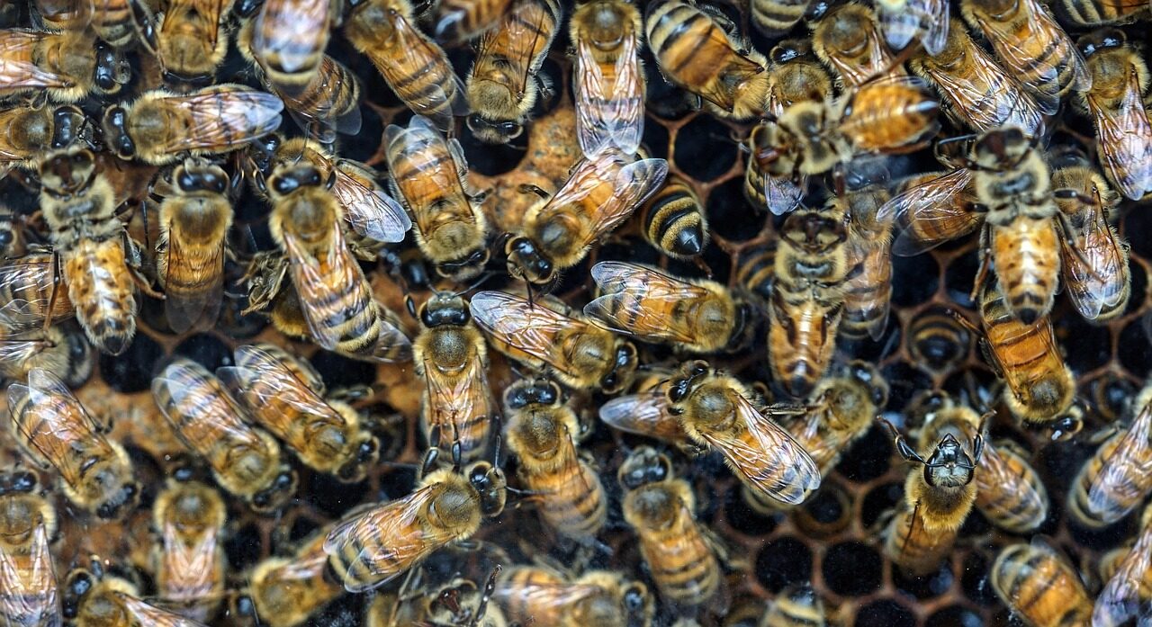 bees, bee hive, insects, wings, nature