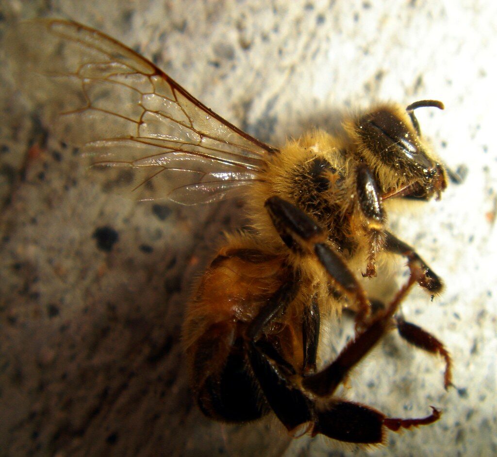 Bienensterben in Dietersdorf: Warum Honigbienen und Wildbienen überlebenswichtig sind