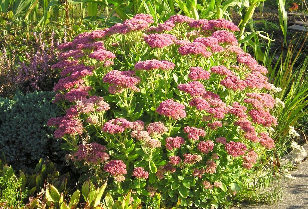 Herbstastern und Fetthenne: Bienenweide im Spätsommer