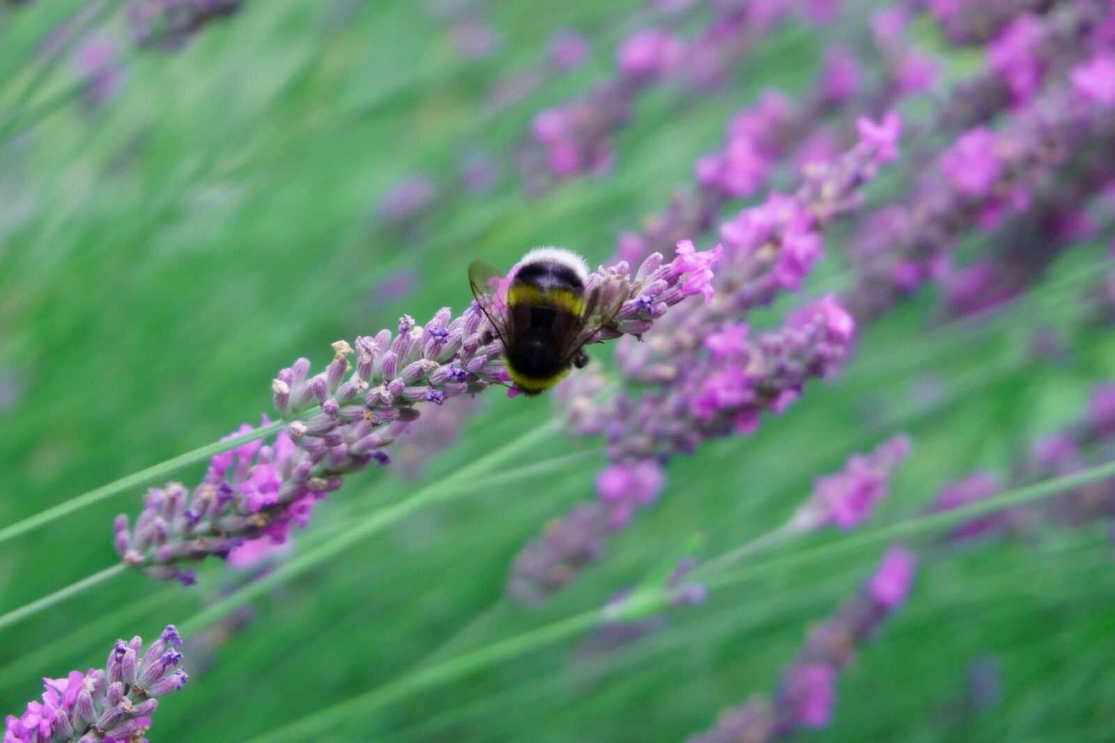Imkerei als gelebter Naturschutz