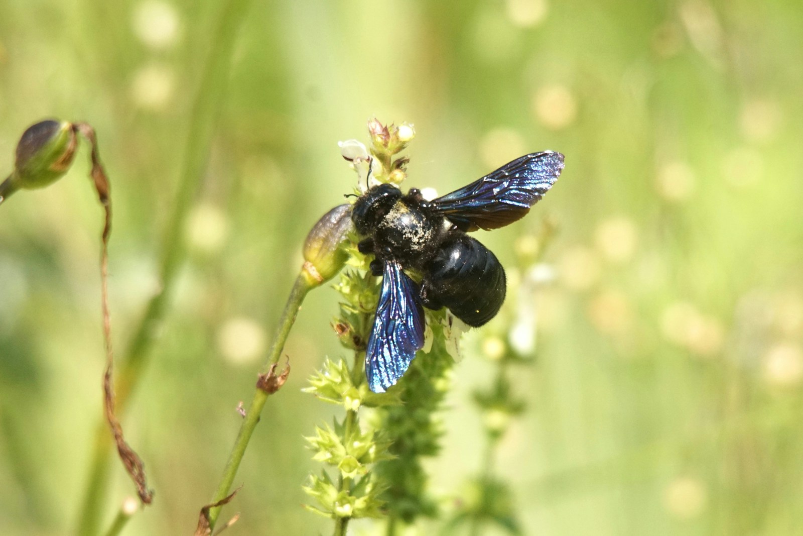 a blue and black insect sitting on top of a green plant