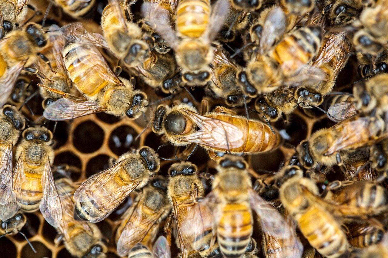 Die Bienenkönigin: Herz und Seele des Volkes